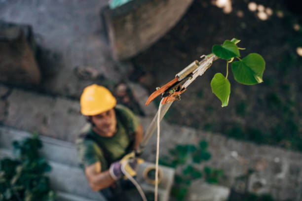 How Our Tree Care Process Works  in  Victoria, MS